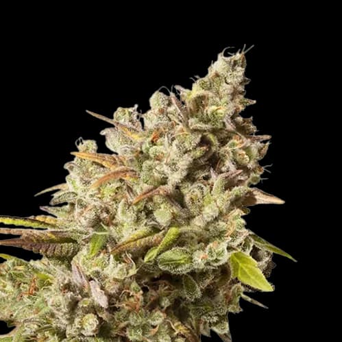 Lemon Daddy cannabis seeds packaging β Royal King Seeds USA