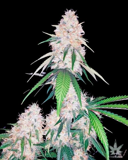 Lemon Diesel cannabis seeds packaging, Royal King Seeds USA