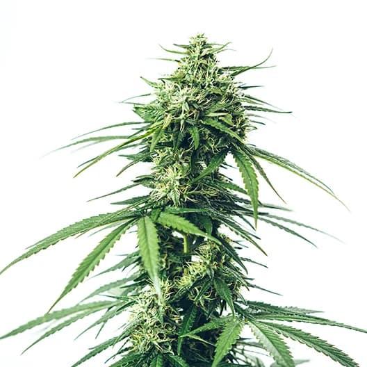 Lemon Fire cannabis seeds packaging, Royal King Seeds USA