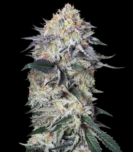 Lemon Garlic OG cannabis seeds packaging, Royal King Seeds USA