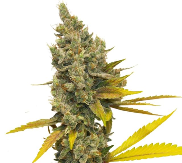 Lemon OG Kush cannabis seeds packaging — Royal King Seeds USA