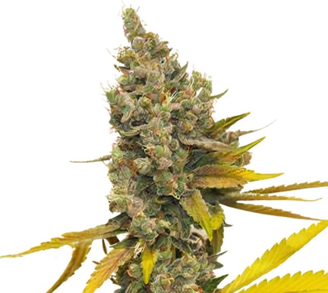 Lemon Thai cannabis seeds packaging, Royal King Seeds USA