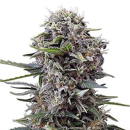 Lime Purple Mist cannabis seeds packaging, Royal King Seeds USA
