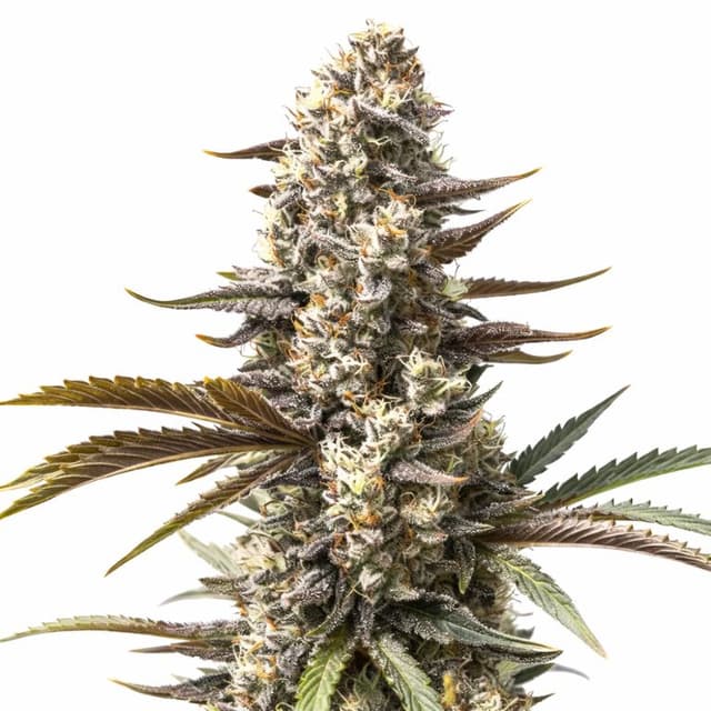 London Pound Cake Feminized