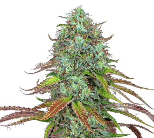 LSD cannabis seeds packaging — Royal King Seeds USA