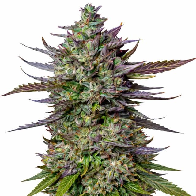 Lucid Blue cannabis seeds packaging — Royal King Seeds USA