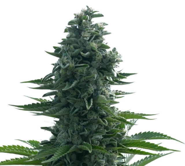 Lucid Dream Kush cannabis seeds packaging — Royal King Seeds USA