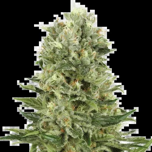 Lucky Charms cannabis seeds packaging — Royal King Seeds USA