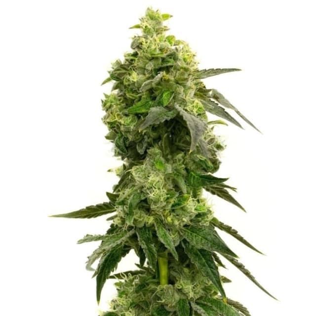 Mango Crack cannabis seeds packaging, Royal King Seeds USA