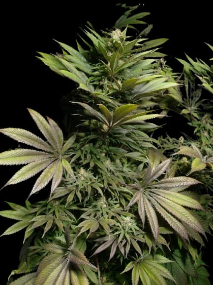 Marionberry Kush cannabis seeds packaging, Royal King Seeds USA