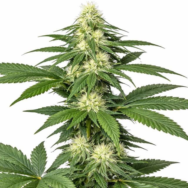 Master Kush cannabis seeds packaging — Royal King Seeds USA