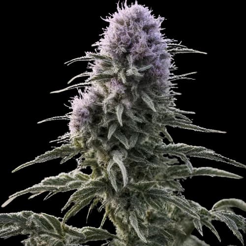 Matanuska Tundra cannabis seeds packaging, Royal King Seeds USA