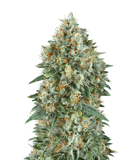 Mataro Blue CBD cannabis seeds packaging — Royal King Seeds USA