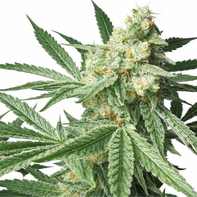 Maui Pineapple Chunk Feminized