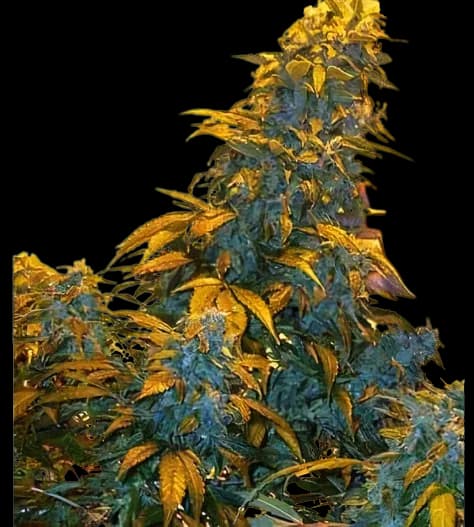 Maxi Gom cannabis seeds packaging, Royal King Seeds USA