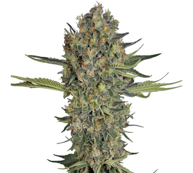 Mazar I Sharif cannabis seeds packaging, Royal King Seeds USA