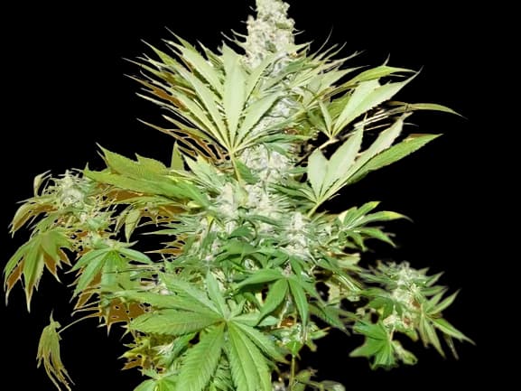 Mean Misty Feminized