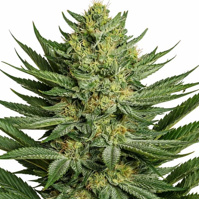 Medicine Man cannabis seeds packaging, Royal King Seeds USA