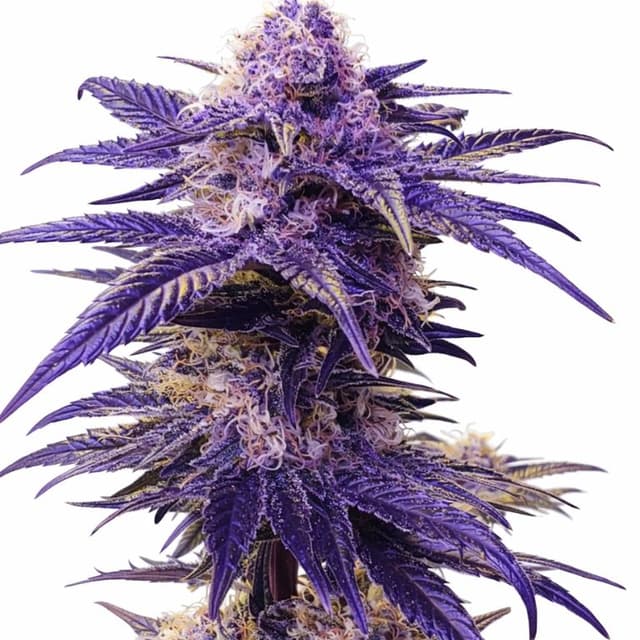 Mendocino Purps cannabis seeds packaging, Royal King Seeds USA