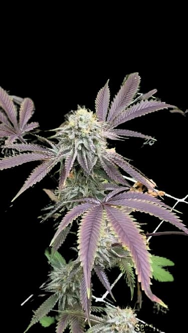Mint Chocolate Chip Feminized