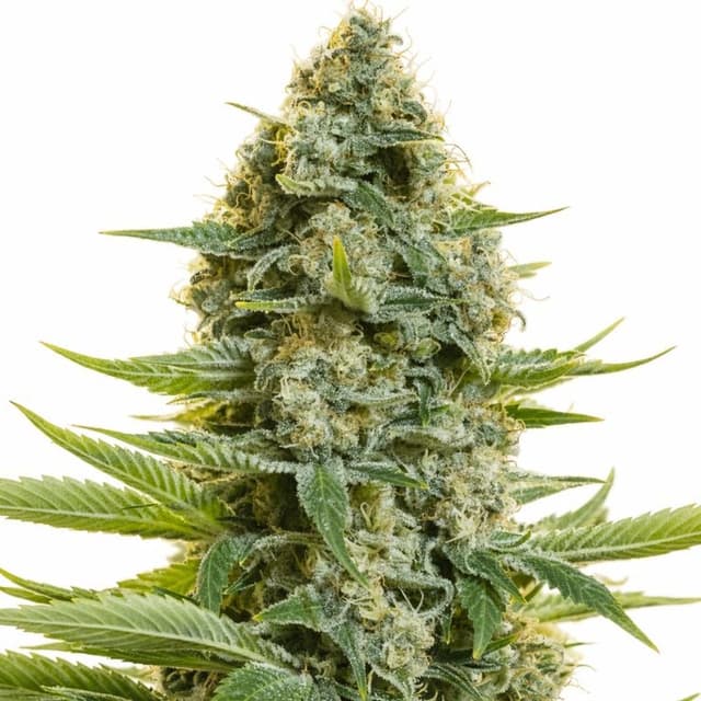 Moby Dick Feminized