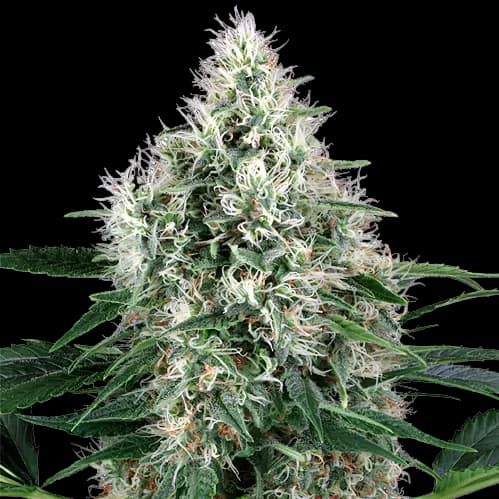 Molokai Frost Feminized