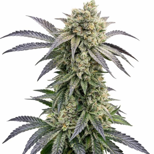 Monkey Berries Feminized