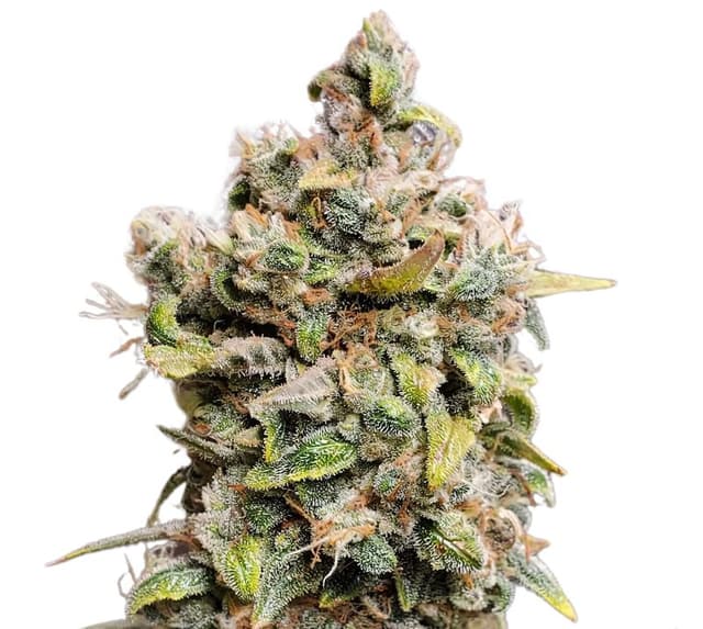 Monster Cookies cannabis seeds packaging β Royal King Seeds USA