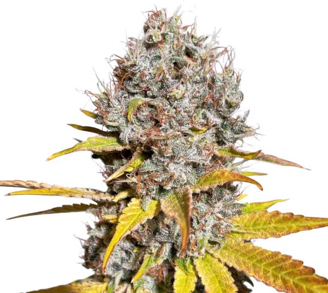 Mother of Berries Feminized