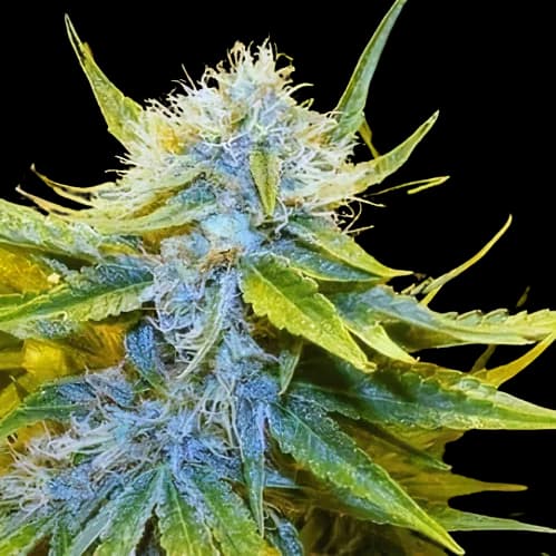Mr. Nice cannabis seeds packaging, Royal King Seeds USA