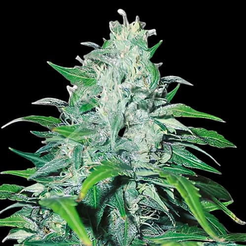 Neptune Kush Feminized