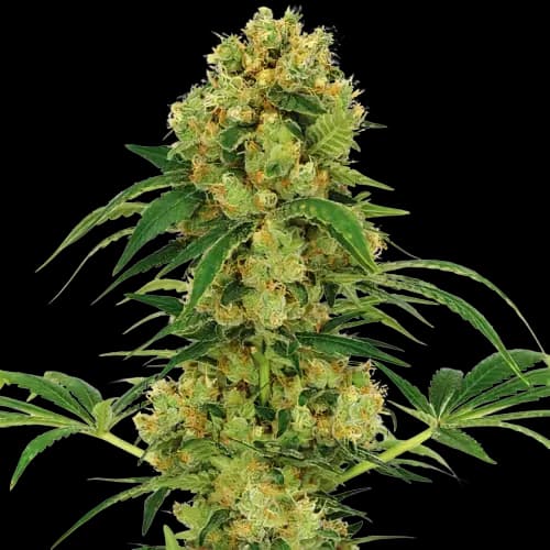 Neptune OG cannabis seeds packaging, Royal King Seeds USA