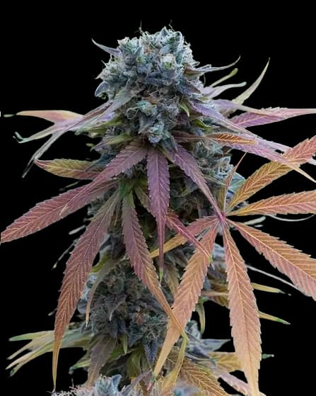 New Glue cannabis seeds packaging, Royal King Seeds USA