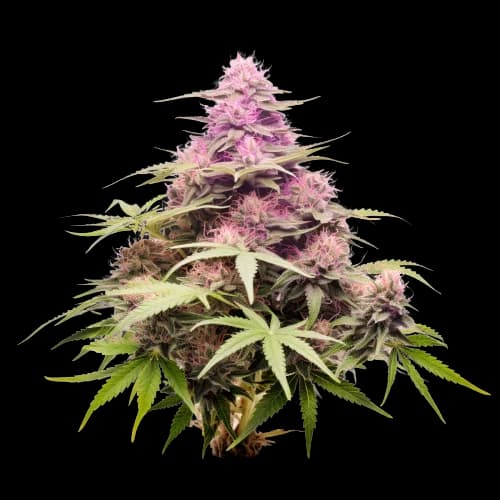 Nicole Kush cannabis seeds packaging — Royal King Seeds USA