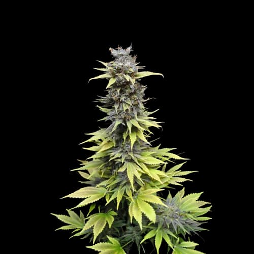 Nordle CBD cannabis seeds packaging — Royal King Seeds USA