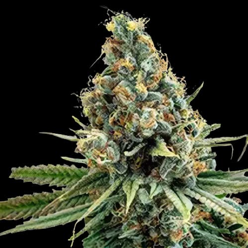 North American cannabis seeds packaging, Royal King Seeds USA