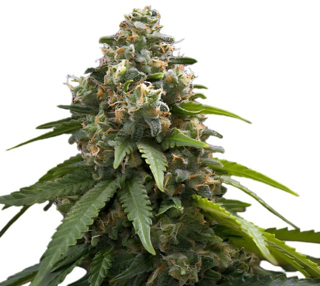 Northern Sunrise cannabis seeds packaging — Royal King Seeds USA