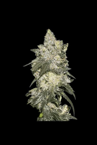 Nuclear Cookies cannabis seeds packaging, Royal King Seeds USA