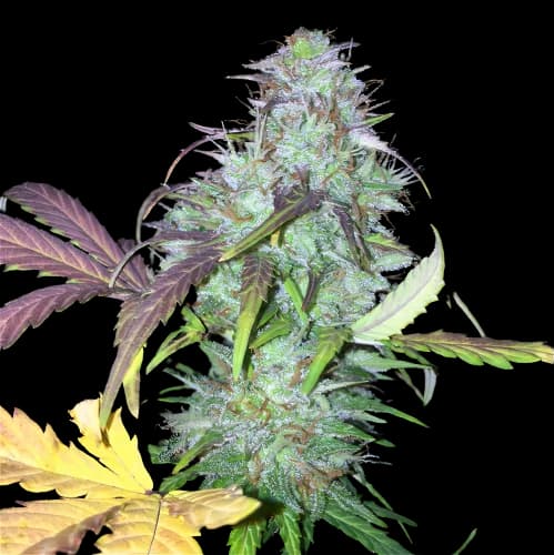 NY-47 cannabis seeds packaging, Royal King Seeds USA