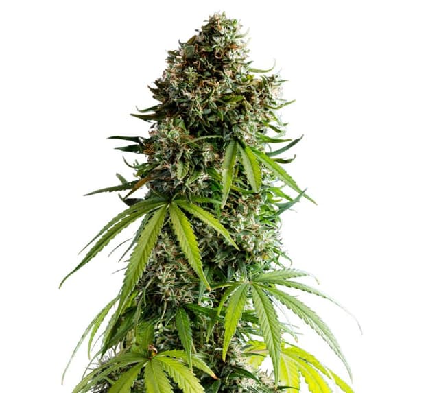 NYC Sour Diesel cannabis seeds packaging — Royal King Seeds USA