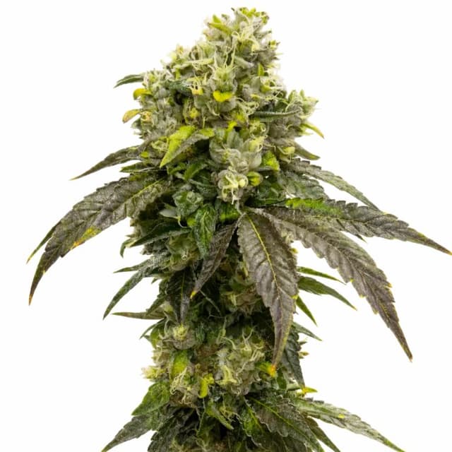 OCAs Cloud 9 cannabis seeds packaging, Royal King Seeds USA