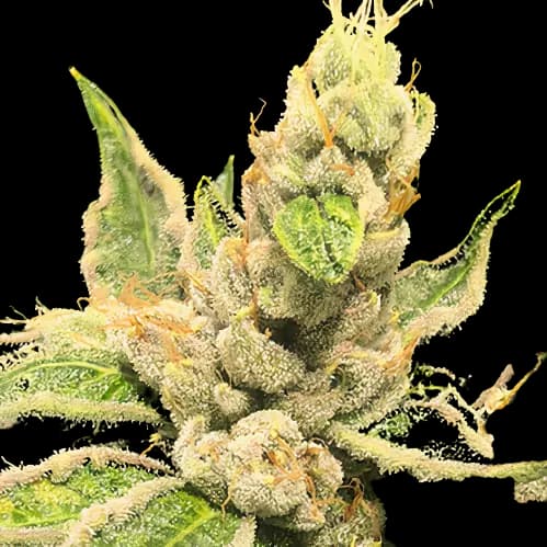 OG Los Angeles Kush Feminized