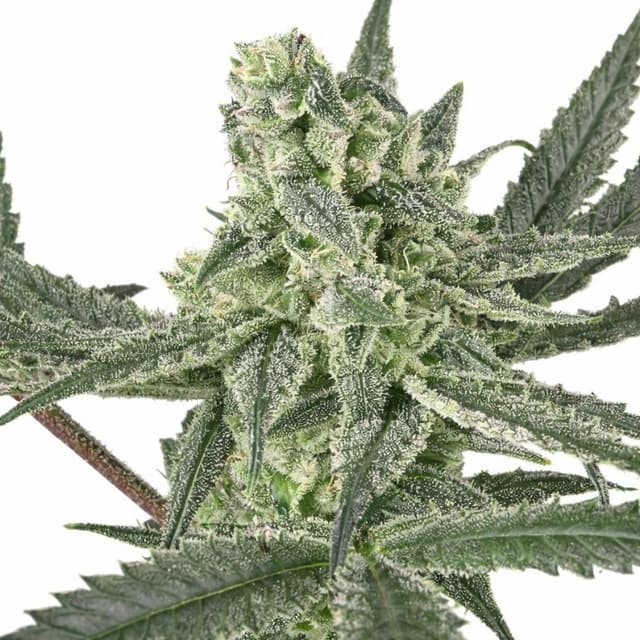 Old School OG cannabis seeds packaging, Royal King Seeds USA