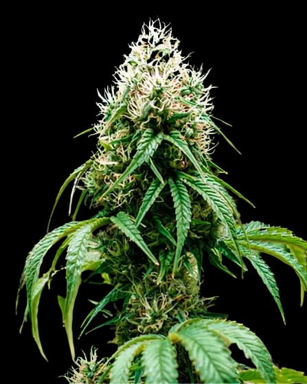 Orange Crush cannabis seeds packaging — Royal King Seeds USA