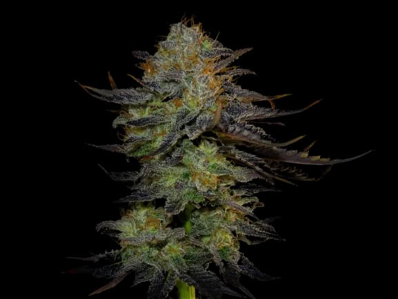 Orange Haze cannabis seeds packaging — Royal King Seeds USA
