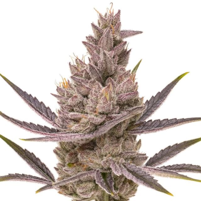 Orange Kush Cake cannabis seeds packaging — Royal King Seeds USA