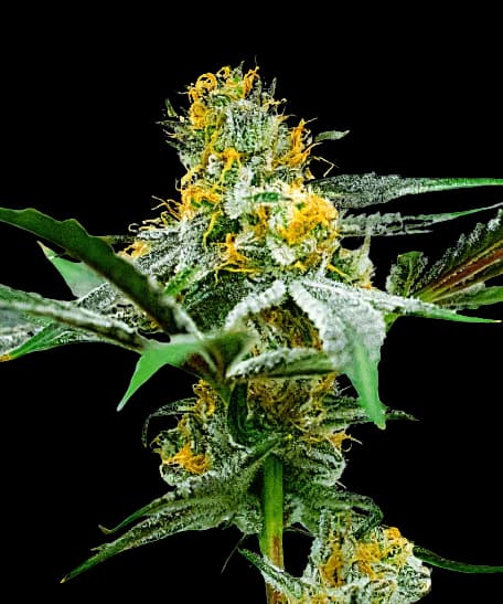 Oregon Peach cannabis seeds packaging — Royal King Seeds USA