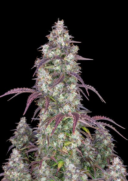 Original Lemon Pie cannabis seeds packaging — Royal King Seeds USA
