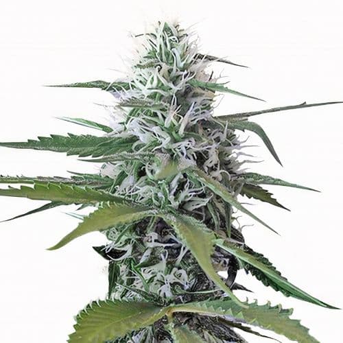 Painkiller XL cannabis seeds packaging, Royal King Seeds USA