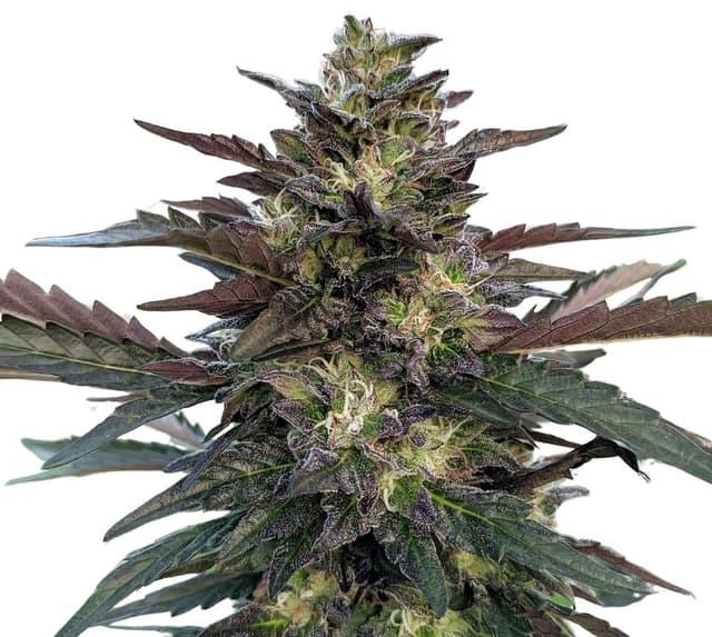 Pakistan Valley Kush cannabis seeds packaging, Royal King Seeds USA